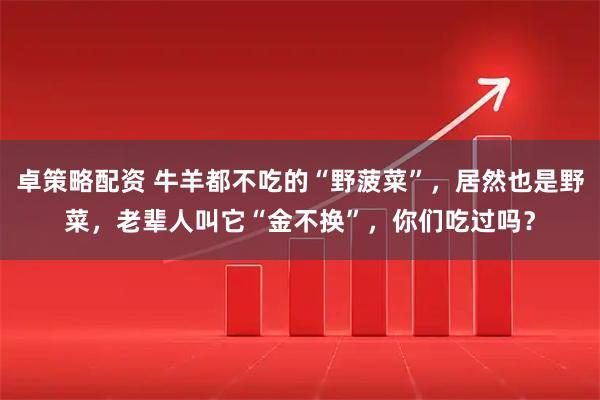 卓策略配资 牛羊都不吃的“野菠菜”，居然也是野菜，老辈人叫它“金不换”，你们吃过吗？